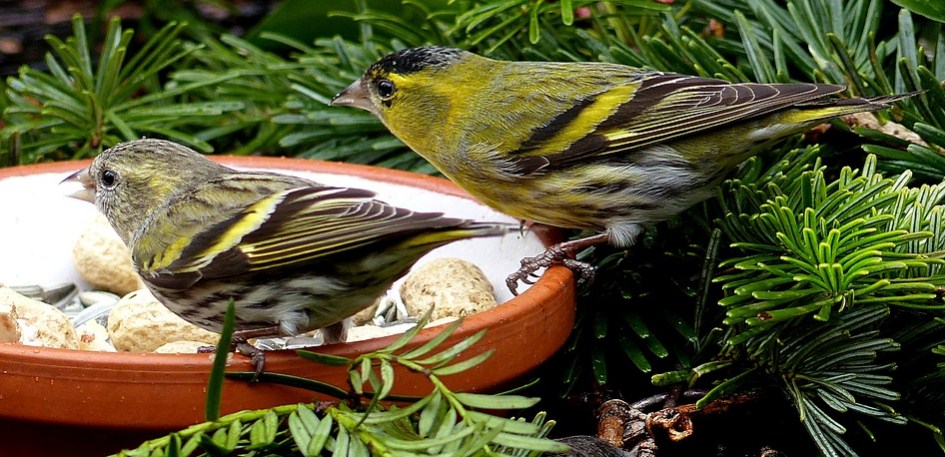 Jual Beli Burung Bondowoso dan Sekitarnya Dibawah Harga 1 Juta 3 Jual Beli Burung Bondowoso dan Sekitarnya Dibawah Harga 1 Juta