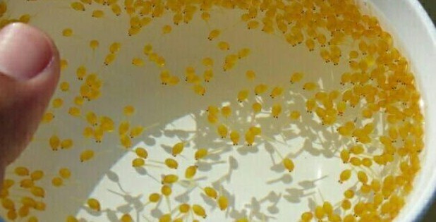 Panduan Lengkap Budidaya Gurami, Bonus Trik Cepat Panen 7 Bulanan