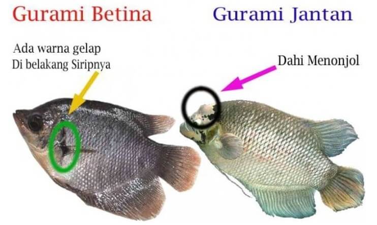 Panduan Lengkap Budidaya Gurami, Bonus Trik Cepat Panen 7 Bulanan