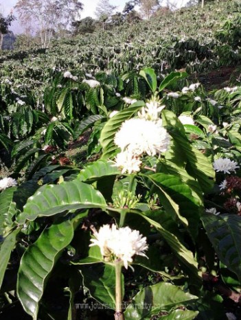 Filosofi Kopi - Sejarah Kopi di Indonesia, Kopi Arabika, Robusta, dan 3 Film Menarik 5 Bunga Kopi