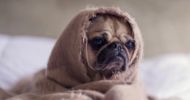 All Dog Breeds: Complete List of Dog Profiles and 10 Complete Guide to Caring (With Pictures) 5 Sick Dog