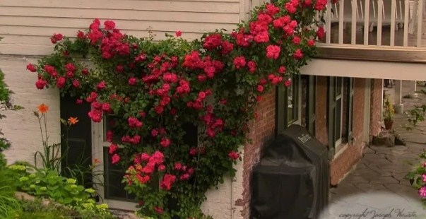 8 Flores a Domicilio Más Hermosa y Precio Barato 9 Blaze Roses