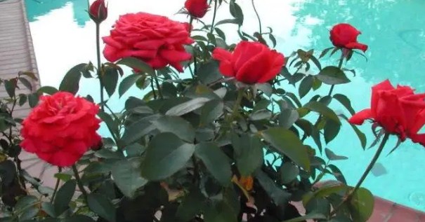 8 Flores a Domicilio Más Hermosa y Precio Barato 11 Chrysler Imperial Roses