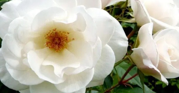 8 Flores a Domicilio Más Hermosa y Precio Barato 13 Iceberg Roses