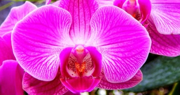8 Flores a Domicilio Más Hermosa y Precio Barato 3 Luna de Orquídea
