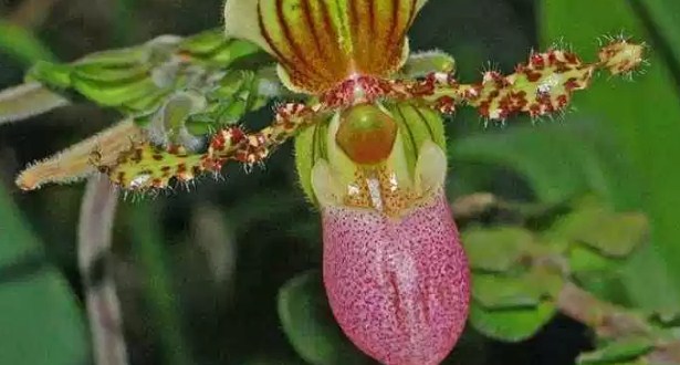 8 Flores a Domicilio Más Hermosa y Precio Barato 5 Bolsa de pétalos de orquídea