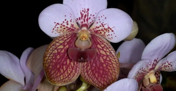 8 Flores a Domicilio Más Hermosa y Precio Barato 7 Orquídea De la Luna de Borneo