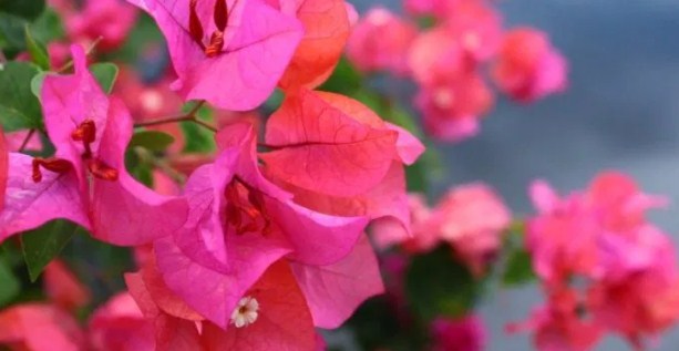 8 Flores a Domicilio Más Hermosa y Precio Barato 17 Planta Ornamental de Flores de Bougenville