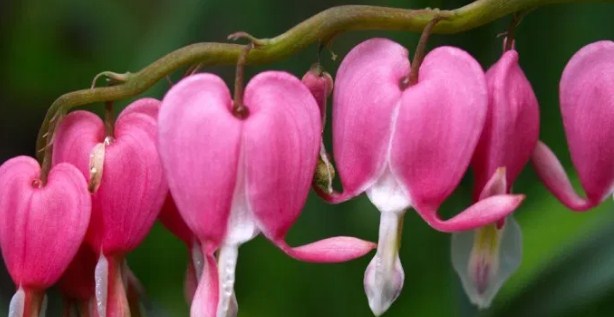 8 Flores a Domicilio Más Hermosa y Precio Barato 23 Planta ornamental de flores del corazón sangrante