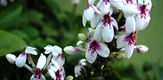 8 Flores a Domicilio Más Hermosa y Precio Barato 21 Rey Jazmín (Jasminum rex)