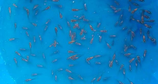12 Manfaat Dan Cara Memelihara Ikan Gabus Agar Cepat Besar Di Kolam Besar Serta Terpal (Ikan Kutuk) 3 Bibit Ikan Gabus