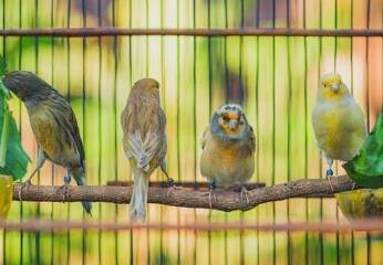 Jenis Burung Kenari: Panduan Lengkap Mengenal Keanekaragamannya